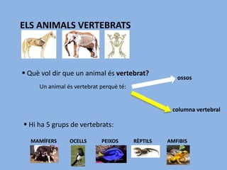 ELS ANIMALS VERTEBRATS
 Què vol dir que un animal és vertebrat?
Un animal és vertebrat perquè té:
ossos
columna vertebral
 Hi ha 5 grups de vertebrats:
MAMÍFERS OCELLS PEIXOS RÈPTILS AMFIBIS
 