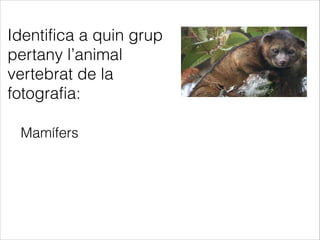 Mamífers
Identifica a quin grup
pertany l’animal
vertebrat de la
fotografia:
 