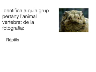 Identifica a quin grup
pertany l’animal
vertebrat de la
fotografia:
Rèptils
 