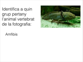 Amfibis
Identifica a quin
grup pertany
l’animal vertebrat
de la fotografia:
 