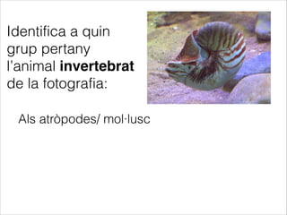 Als atròpodes/ mol·lusc
Identifica a quin
grup pertany
l’animal invertebrat
de la fotografia:
 