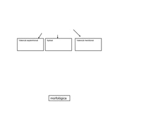 Valencià septentrional
morfològica
Apitxat Valencià meridional
 