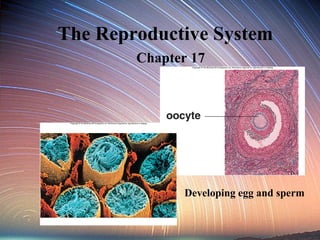 The Reproductive System Chapter 17 Developing egg and sperm 