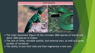 Kingdom Animalia Phylum Chordata Class Reptalia | PPTX