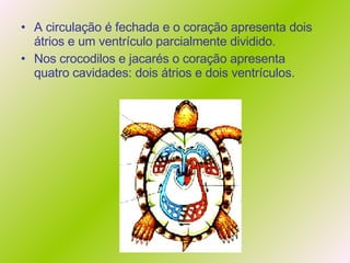 A circulação é fechada e o coração apresenta dois átrios e um ventrículo parcialmente dividido.  Nos crocodilos e jacarés o coração apresenta quatro cavidades: dois átrios e dois ventrículos. 