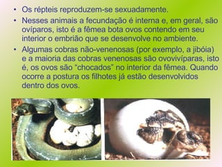Os répteis reproduzem-se sexuadamente. Nesses animais a fecundação é interna e, em geral, são ovíparos, isto é a fêmea bota ovos contendo em seu interior o embrião que se desenvolve no ambiente. Algumas cobras não-venenosas (por exemplo, a jibóia) e a maioria das cobras venenosas são ovovivíparas, isto é, os ovos são “chocados” no interior da fêmea. Quando ocorre a postura os   filhotes já estão desenvolvidos dentro dos ovos.  