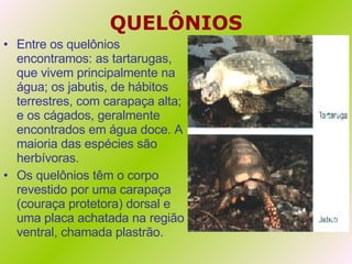 QUELÔNIOS Entre os quelônios encontramos: as tartarugas, que vivem principalmente na água; os jabutis, de hábitos terrestres, com carapaça alta; e os cágados, geralmente encontrados em água doce. A maioria das espécies são herbívoras.  Os quelônios têm o corpo revestido por uma carapaça (couraça protetora) dorsal e uma placa achatada na região ventral, chamada plastrão. 