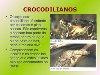 CROCODILIANOS O corpo dos crocodilianos é coberto por escamas e placa ósseas. São carnívoros e passam boa parte do tempo dentro da água ou na beira de rios, onde a maioria vive. Compreendem os jacarés e os crocodilos, sendo que estes últimos não são encontrados no Brasil. 