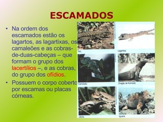 ESCAMADOS Na ordem dos escamados estão os lagartos, as lagartixas, os camaleões e as cobras-de-duas-cabeças – que formam o grupo dos  lacertílios  –, e as cobras, do grupo dos  ofídios .  Possuem o corpo coberto por escamas ou placas córneas. 
