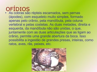 OFÍDIOS As cobras são répteis escamados, sem pernas (ápodes), com esqueleto muito simples, formado apenas pelo crânio, pela mandíbula, pela coluna vertebral e pelas costelas. As duas metades, direita e esquerda, da mandíbula não são unidas, o que, juntamente com as duas articulações que as ligam ao crânio, permite uma grande abertura da boca. Isso possibilita a ingestão de grandes presas, inteiras, como ratos, aves, rãs, peixes, etc. 