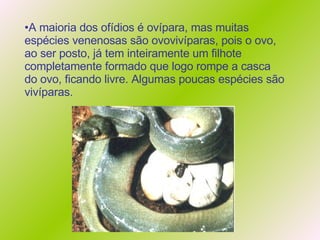 A maioria dos ofídios é ovípara, mas muitas espécies venenosas são ovovivíparas, pois o ovo, ao ser posto, já tem inteiramente um filhote completamente formado que logo rompe a casca do ovo, ficando livre. Algumas poucas espécies são vivíparas. 