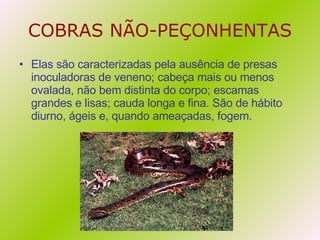 COBRAS NÃO-PEÇONHENTAS Elas são caracterizadas pela ausência de presas inoculadoras de veneno; cabeça mais ou menos ovalada, não bem distinta do corpo; escamas grandes e lisas; cauda longa e fina. São de hábito diurno, ágeis e, quando ameaçadas, fogem. 