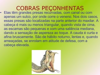 COBRAS PEÇONHENTAS Elas têm grandes presas recurvadas, com canal ou com apenas um sulco, por onde corre o veneno. Nos dois casos, essas presas são localizadas na parte anterior do maxilar. A cabeça é mais ou menos triangular, quando vista de cima, as escamas são pequenas e com uma saliência mediana, dando a sensação de aspereza ao toque. A cauda é curta e afina bruscamente. São de hábito noturno, lentas e, quando ameaçadas, se enrolam em atitude de defesa, com a cabeça elevada. 
