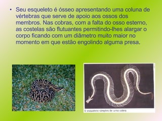 Seu esqueleto é ósseo apresentando uma coluna de vértebras que serve de apoio aos ossos dos membros. Nas cobras, com a falta do osso esterno, as costelas são flutuantes permitindo-lhes alargar o corpo ficando com um diâmetro muito maior no momento em que estão engolindo alguma presa . 