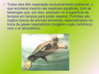 Todos eles têm respiração exclusivamente pulmonar, o que acontece mesmo nas espécies aquáticas, com as tartarugas que, por isso, precisam vir à superfície de tempos em tempos para poder respirar. Pulmões são órgãos típicos de animais terrestres, especializados na troca de gases respiratórios (oxigênio e gás carbônico) com o ar atmosférico . 