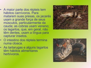 A maior parte dos répteis tem hábitos carnívoros. Para matarem suas presas, os jacarés usam a grande força de seus músculos, particularmente da cauda; as cobras usam veneno; os lagartos, que, em geral, não têm dentes, usam a língua para capturar insetos.  O intestino dos répteis termina numa cloaca. As tartarugas e alguns lagartos têm hábitos alimentares herbívoros. 