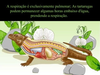 A respiração é exclusivamente pulmonar; As tartarugas
podem permanecer algumas horas embaixo d'água,
prendendo a respiração.
 