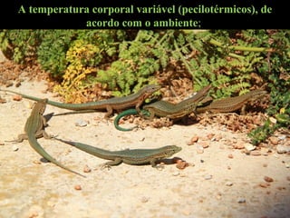 A temperatura corporal variável (pecilotérmicos), de
acordo com o ambiente;
 
