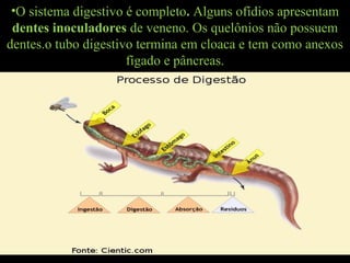 •O sistema digestivo é completo. Alguns ofídios apresentam
dentes inoculadores de veneno. Os quelônios não possuem
dentes.o tubo digestivo termina em cloaca e tem como anexos
fígado e pâncreas.
 