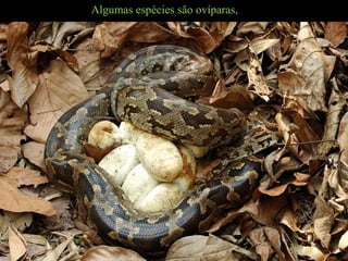 Algumas espécies são ovíparas,
 