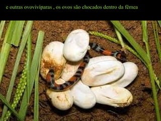 e outras ovovivíparas , os ovos são chocados dentro da fêmea
 