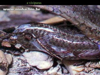 e vivíparas
 