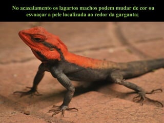 No acasalamento os lagartos machos podem mudar de cor ou
esvoaçar a pele localizada ao redor da garganta;
 