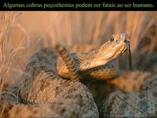 Algumas cobras peçonhentas podem ser fatais ao ser humano.
 