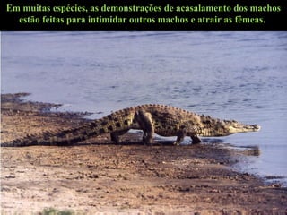 Em muitas espécies, as demonstrações de acasalamento dos machos
estão feitas para intimidar outros machos e atrair as fêmeas.
 