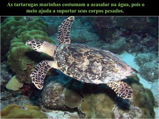 As tartarugas marinhas costumam a acasalar na água, pois o
meio ajuda a suportar seus corpos pesados.
 