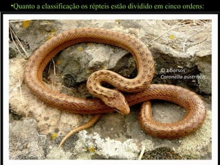 •Quanto a classificação os répteis estão dividido em cinco ordens:
 