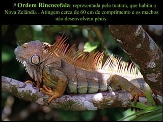 # Ordem Rincocefala: representada pela tuatara, que habita a
Nova Zelândia . Atingem cerca de 60 cm de comprimento e os machos
não desenvolvem pênis.
 