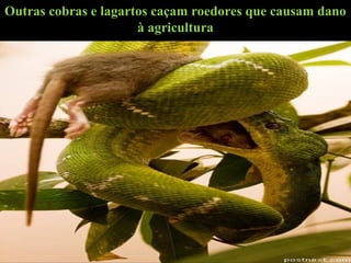 Outras cobras e lagartos caçam roedores que causam dano
à agricultura
 
