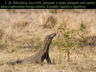 1.  Suborduem Lacertília: possuem o corpo alongado com quatro
patas e apresentam bexiga urinária. Exemplo: lagartos e lagartixas.
 