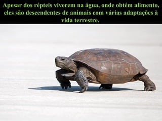 Apesar dos répteis viverem na água, onde obtém alimento,
eles são descendentes de animais com várias adaptações à
vida terrestre.
 