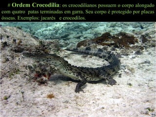 # Ordem Crocodilia: os crocodilianos possuem o corpo alongado
com quatro patas terminadas em garra. Seu corpo é protegido por placas
ósseas. Exemplos: jacarés e crocodilos.
 