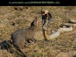 As principais características dos répteis são:
As principais características dos répteis são:
 