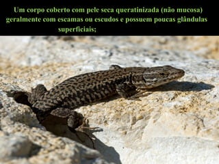Um corpo coberto com pele seca queratinizada (não mucosa)
geralmente com escamas ou escudos e possuem poucas glândulas
superficiais; a desidratação.
 