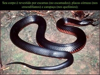 Seu corpo é revestido por escamas (no escamados); placas córneas (nos
crocodilianos) e carapaça (nos quelônios);
 