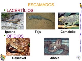 ESCAMADOS 
 LACERTÍLIOS 
Iguana Teju Camaleão 
 OFÍDIOS 
Cascavel Jibóia 
 