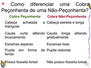  Como diferenciar uma Cobra 
Peçonhenta de uma Não-Peçonhenta? 
Cobra Peçonhenta Cobra Não-Peçonhenta 
Cabeça achatada e 
Cabeça estreita e longa 
triangular 
Cauda curta afilando 
bruscamente 
Cauda longa afilando 
gradualmente 
Escamas ásperas Escamas lisas 
Pupila em forma de 
fenda 
Pupila redonda 
Possui fosseta loreal Não possui fosseta loreal 
 