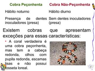 Cobra Peçonhenta Cobra Não-Peçonhenta 
Hábito noturno Hábito diurno 
Presença de dentes 
inoculadores (presa) 
Sem dentes inoculadores 
(presa) 
Existem cobras que apresentam 
exceções para essas características: 
• A coral verdadeira é 
uma cobra peçonhenta, 
mas tem a cabeça 
redonda, olhos com 
pupila redonda, escamas 
lisas e não possui 
fosseta loreal. 
 