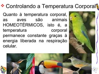  Controlando a Temperatura Corporal 
Quanto à temperatura corporal, 
as aves são animais 
HOMEOTÉRMICOS, isto é, a 
temperatura corporal 
permanece constante graças à 
energia liberada na respiração 
celular. 
 