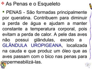  As Penas e o Esqueleto 
 PENAS - São formadas principalmente 
por queratina. Contribuem para diminuir 
a perda de água e ajudam a manter 
constante a temperatura corporal, pois 
evitam a perda de calor. A pele das aves 
não possui glândulas, exceto a 
GLÂNDULA UROPIGEANA, localizada 
na cauda e que produz um óleo que as 
aves passam com o bico nas penas para 
impermeabilizá-las. 
 