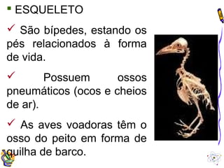  ESQUELETO 
 São bípedes, estando os 
pés relacionados à forma 
de vida. 
 Possuem ossos 
pneumáticos (ocos e cheios 
de ar). 
 As aves voadoras têm o 
osso do peito em forma de 
quilha de barco. 
 