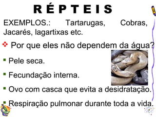 R É P T E I S 
EXEMPLOS.: Tartarugas, Cobras, 
Jacarés, lagartixas etc. 
 Por que eles não dependem da água? 
 Pele seca. 
 Fecundação interna. 
 Ovo com casca que evita a desidratação. 
 Respiração pulmonar durante toda a vida. 
 