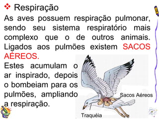  Respiração 
As aves possuem respiração pulmonar, 
sendo seu sistema respiratório mais 
complexo que o de outros animais. 
Ligados aos pulmões existem SACOS 
AÉREOS. 
Sacos Aéreos 
Traquéia 
Estes acumulam o 
ar inspirado, depois 
o bombeiam para os 
pulmões, ampliando 
a respiração. 
 