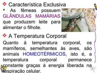  Característica Exclusiva 
 As fêmeas possuem 
GLÂNDULAS MAMÁRIAS 
que produzem leite para 
alimentar o filhote. 
 A Temperatura Corporal 
Quanto à temperatura corporal, os 
mamíferos, semelhantes às aves, são 
animais HOMEOTÉRMICOS, isto é, a 
temperatura corporal permanece 
constante graças à energia liberada na 
respiração celular. 
 