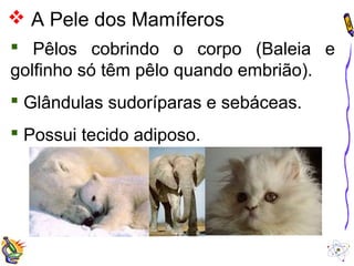  A Pele dos Mamíferos 
 Pêlos cobrindo o corpo (Baleia e 
golfinho só têm pêlo quando embrião). 
 Glândulas sudoríparas e sebáceas. 
 Possui tecido adiposo. 
 