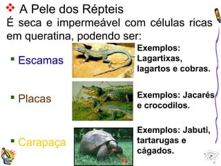  A Pele dos Répteis 
É seca e impermeável com células ricas 
em queratina, podendo ser: 
 Escamas 
 Placas 
 Carapaça 
Exemplos: 
Lagartixas, 
lagartos e cobras. 
Exemplos: Jacarés 
e crocodilos. 
Exemplos: Jabuti, 
tartarugas e 
cágados. 
 